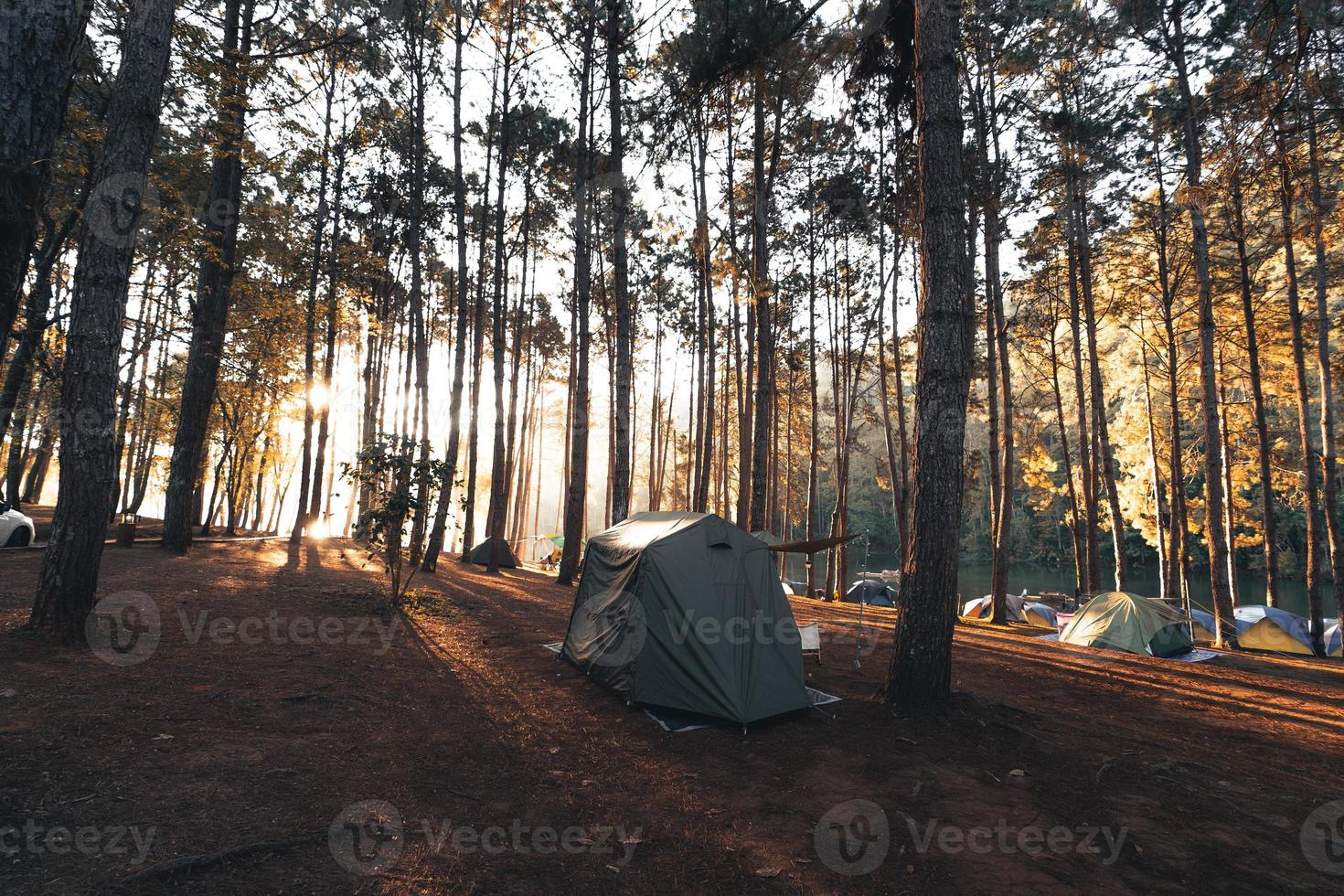 Pine forest and camping area in the morning photo