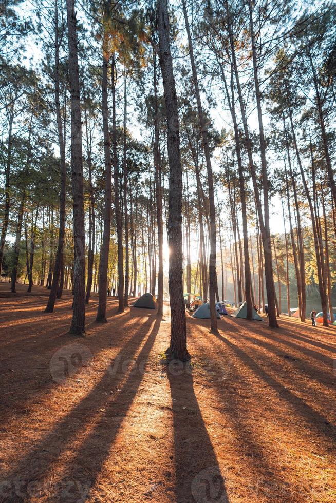 Pine forest and camping area in the morning photo