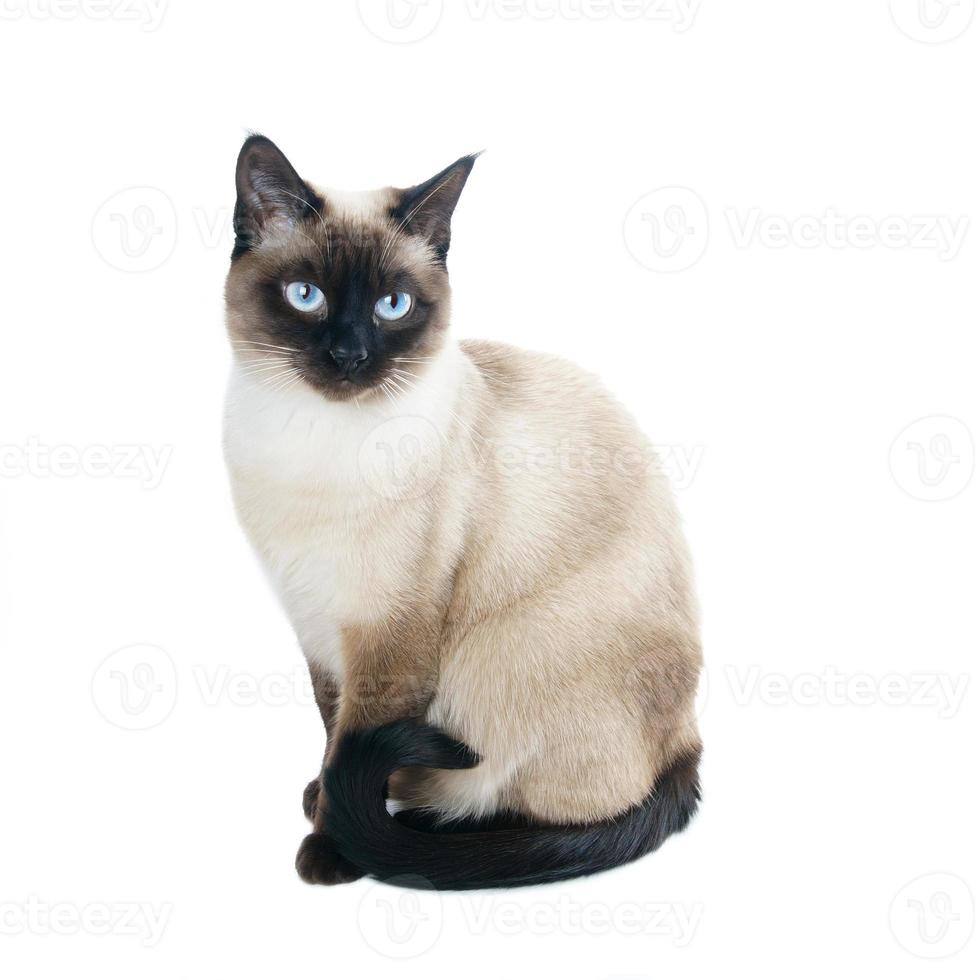 thai or siamese cat photo