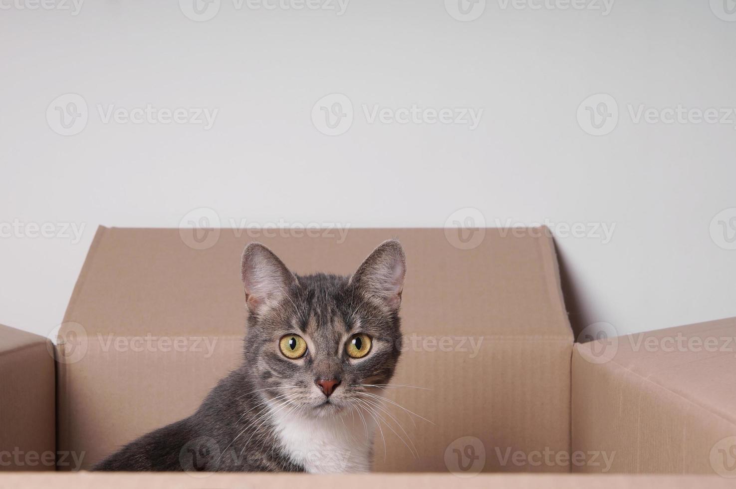 cat in cardboard box photo