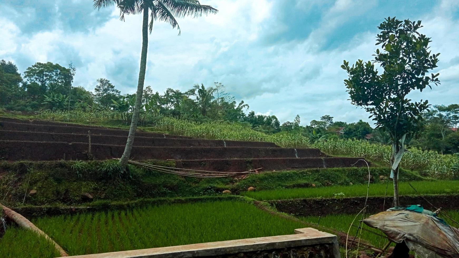 rice field with blue sky photo