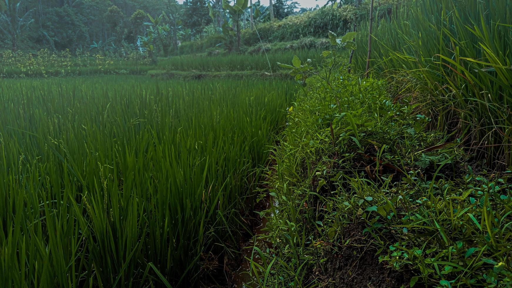 view of rice fields accompanied by thin fog photo