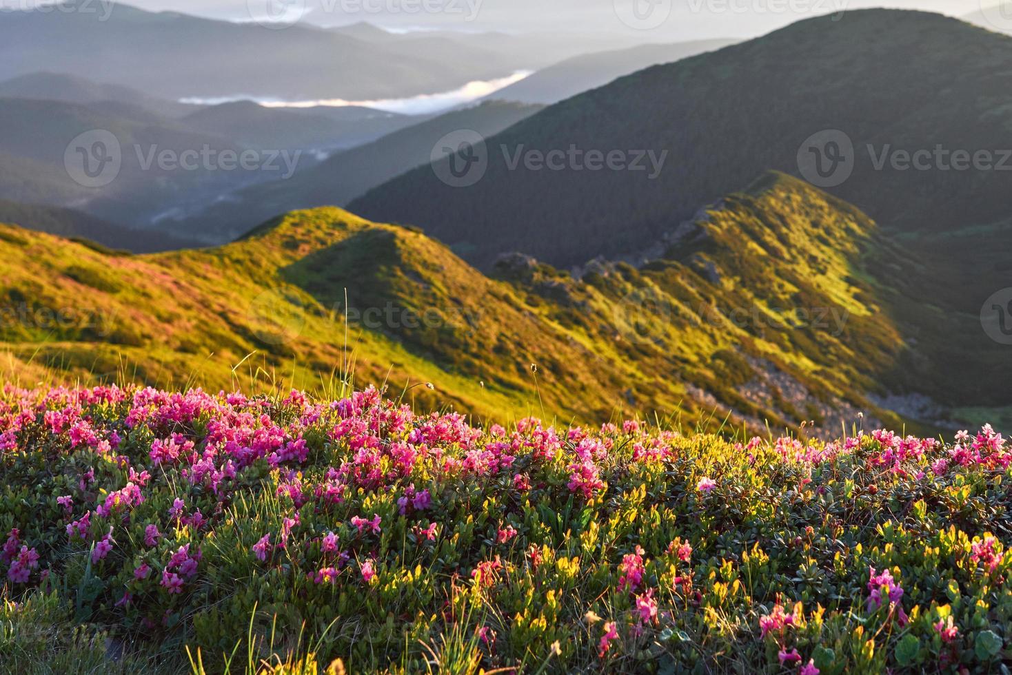 Rhododendrons bloom in a beautiful location in the mountains. Beautiful sunset. Blooming rhododendrons in the mountains on a sunny summer day. Carpathian, Ukraine. photo