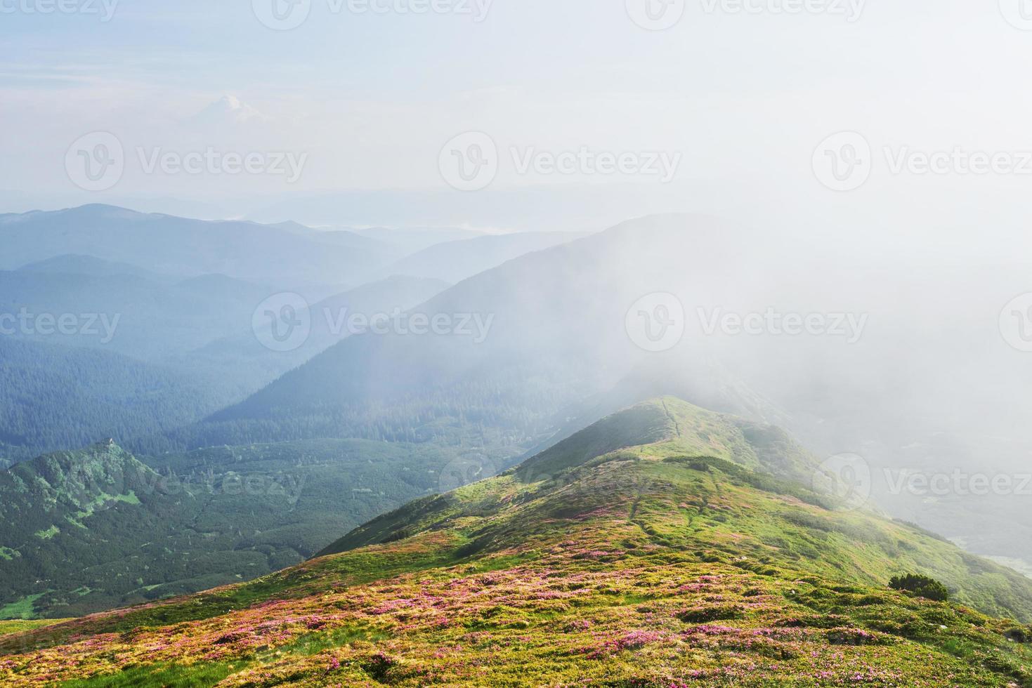 Rhododendrons bloom in a beautiful location in the mountains. Flowers in the mountains. Blooming rhododendrons in the mountains on a sunny summer day. Dramatic unusual scene. Carpathian, Ukraine photo