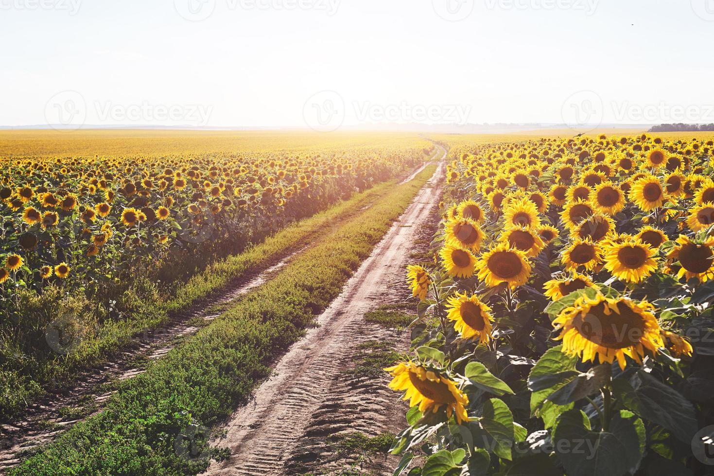 Summer landscape with a field of sunflowers, a dirt road photo