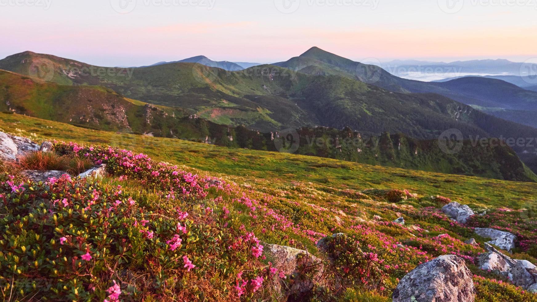 Rhododendrons bloom in a beautiful location in the mountains. Beautiful sunset. Blooming rhododendrons in the mountains on a sunny summer day. Carpathian, Ukraine. photo