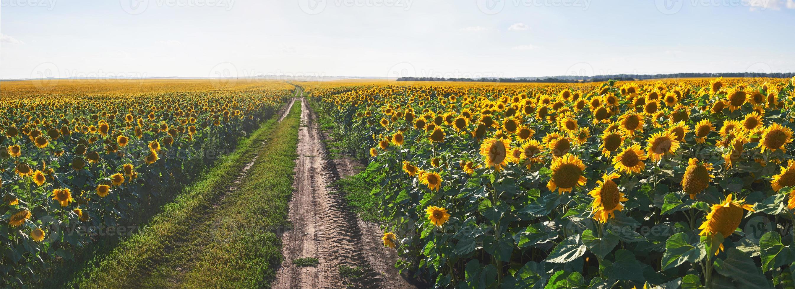 paisaje de verano con un campo de girasoles, un camino de tierra foto