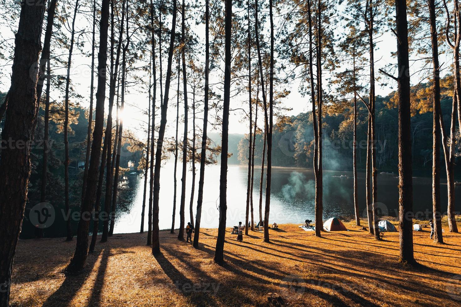 pinar y zona de acampada por la mañana foto