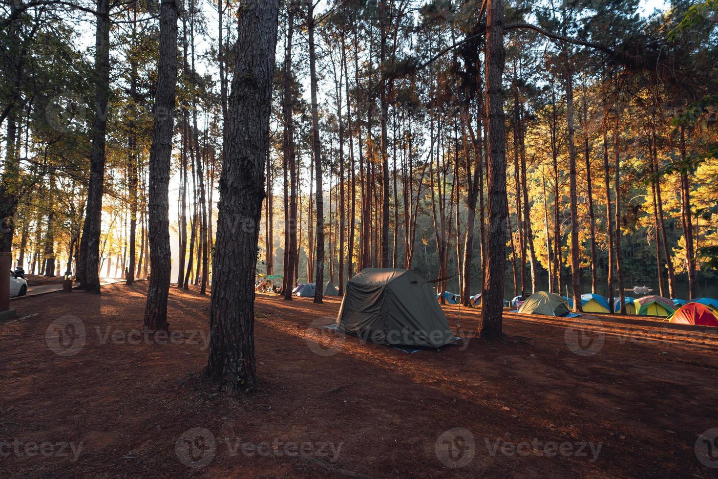 Pine forest and camping area in the morning photo