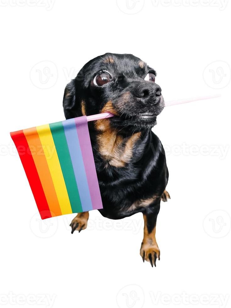 Funny black dog with an LGBT flag, on a white background photo