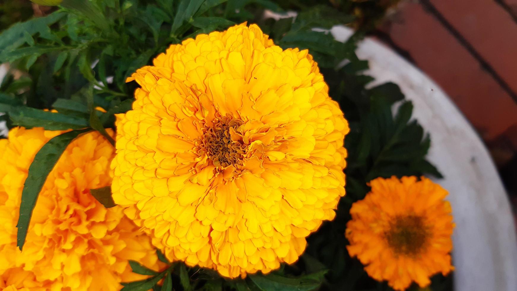 Spring blooming marigold flower photo