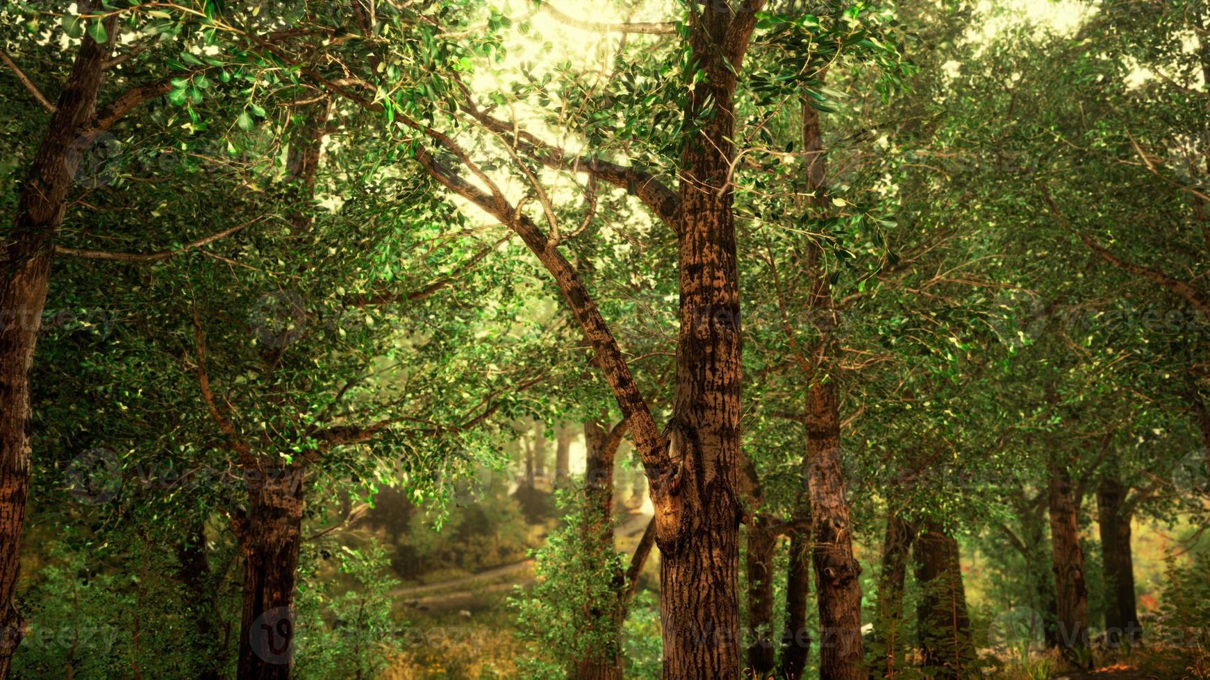 bosque de aspecto espeluznante de cuento de hadas en un día brumoso foto