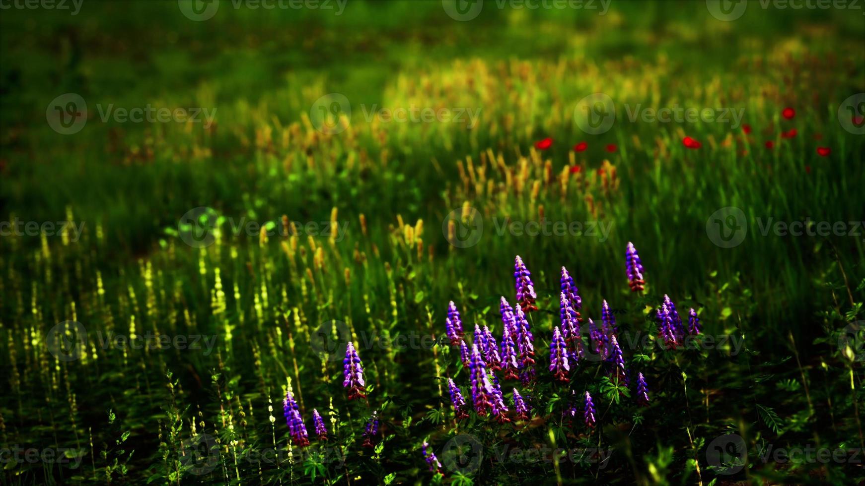 Fresh green field and blue sky in spring photo