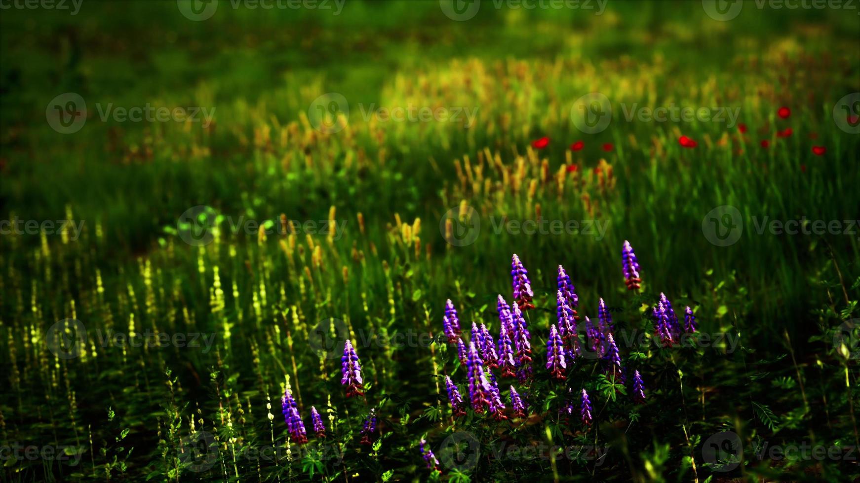 campo verde fresco y cielo azul en primavera foto