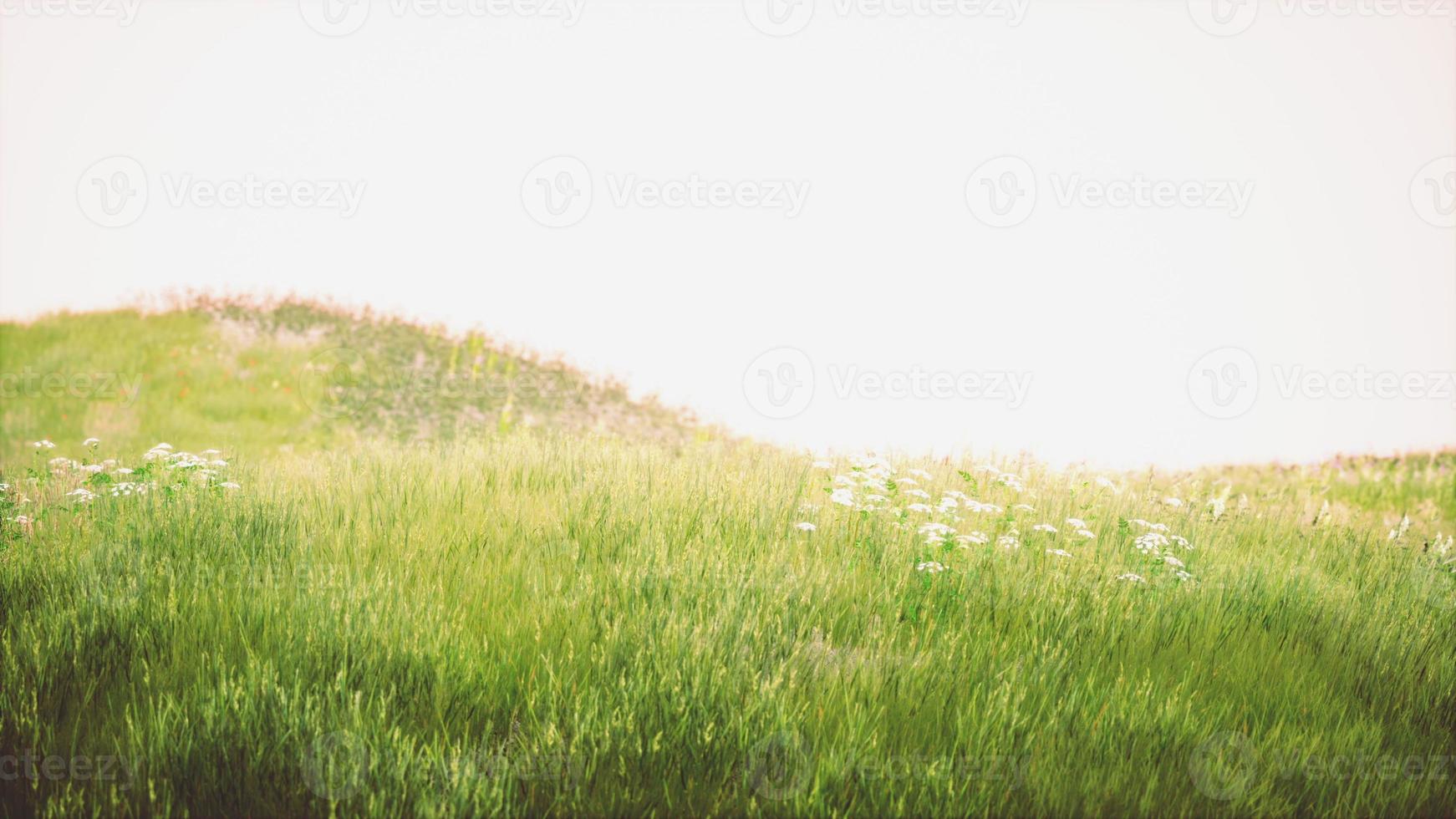 Beautiful meadow field with fresh grass photo