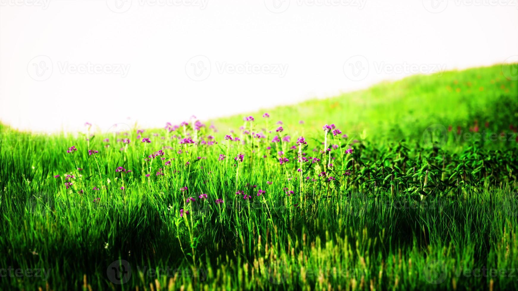 prado verde bajo el cielo azul foto