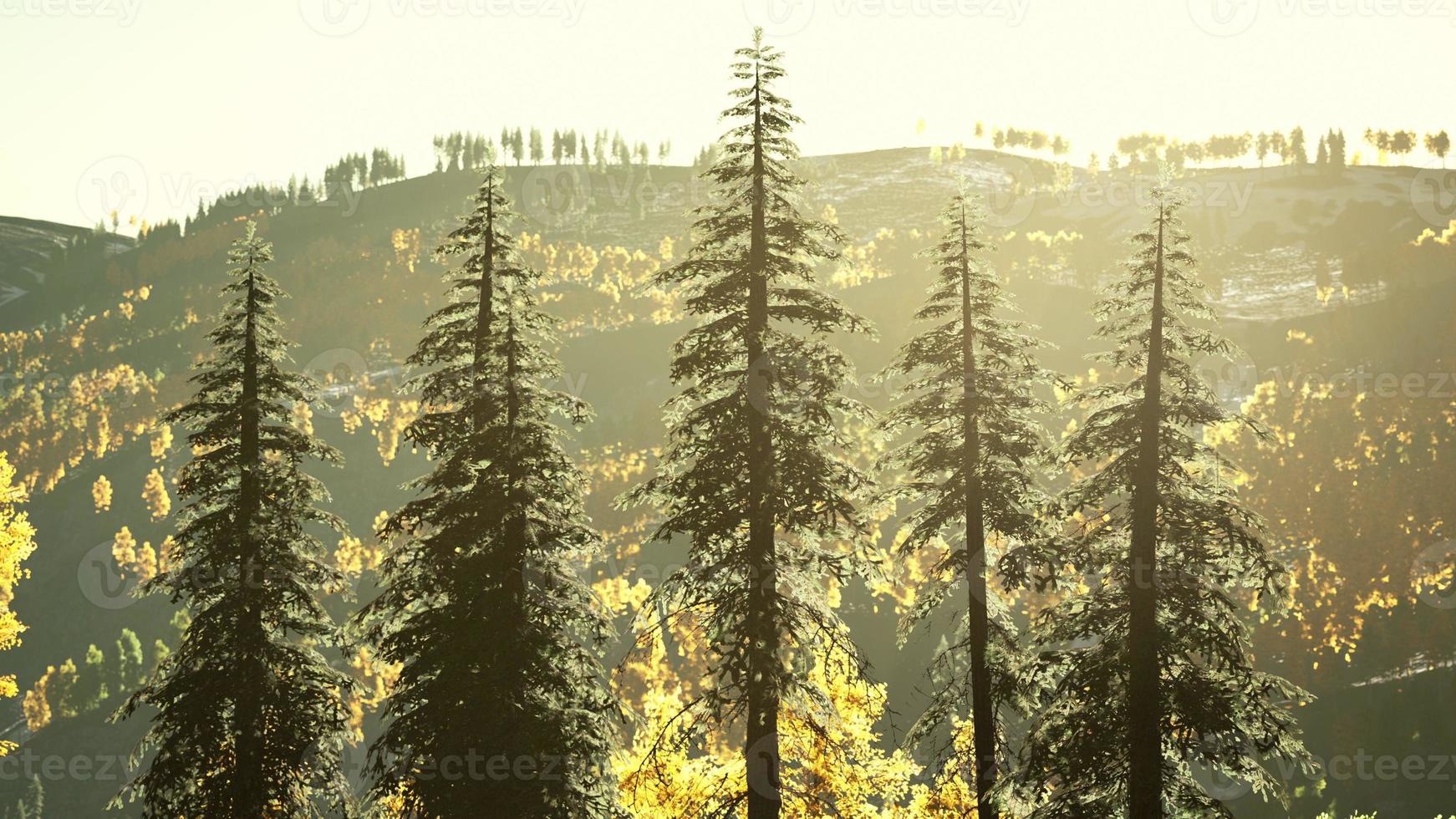 Beautiful grove of trees in the alpine with wildfire smoke at sunset photo
