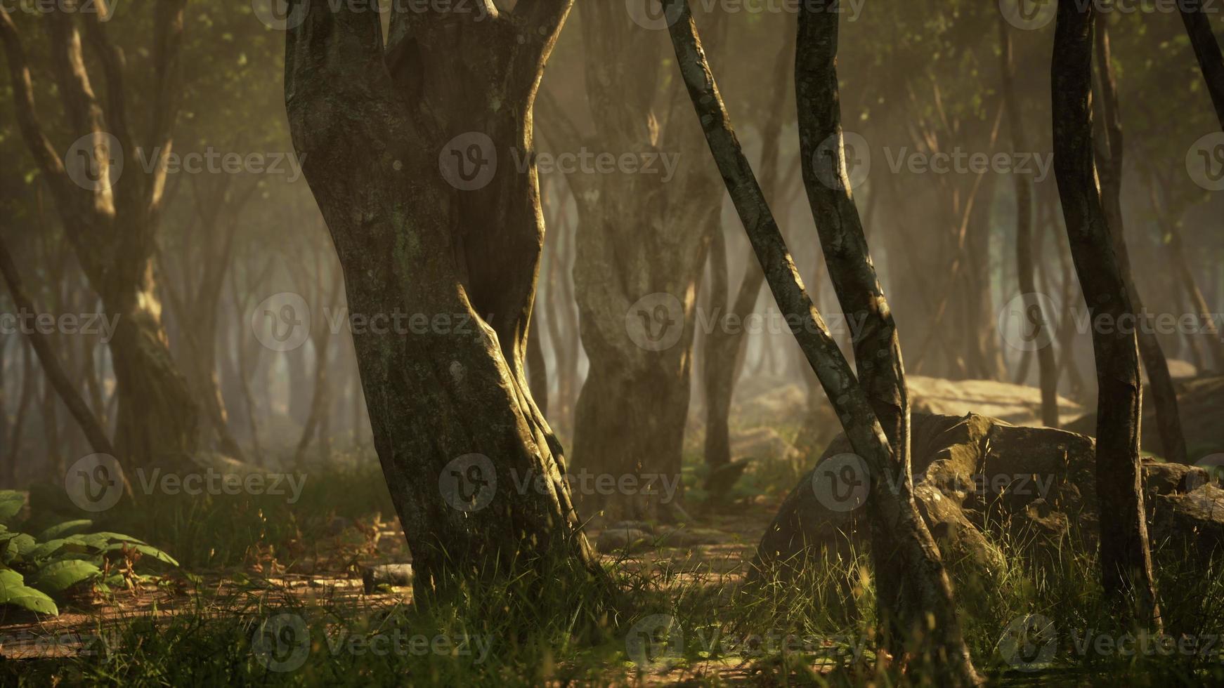 mañana brumosa en el bosque con rayos de luz en el bosque foto