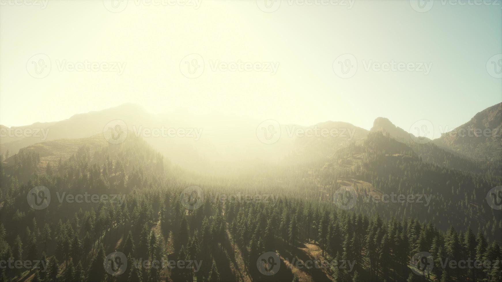 Beautiful sunset view in cedar forest in front of sayan mountain range photo