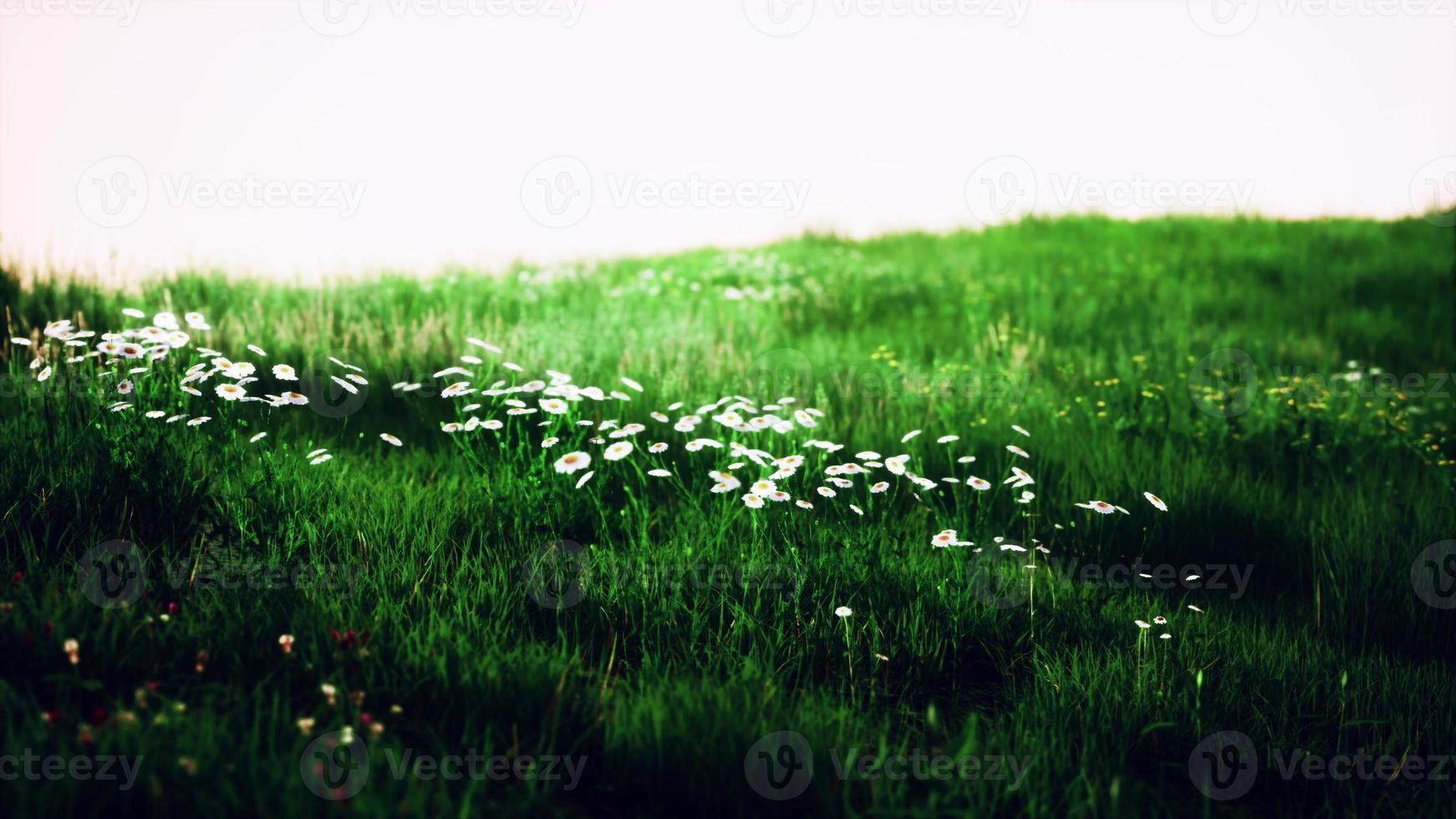 hermoso campo de pradera con hierba fresca foto