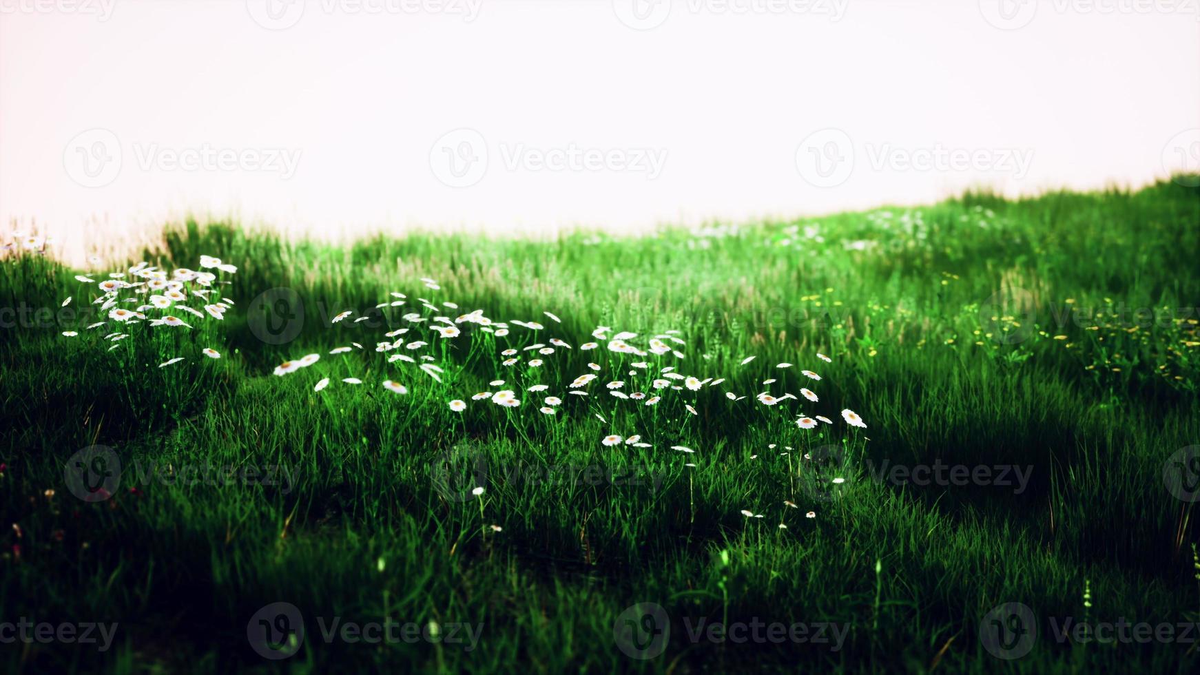 Green meadow under blue sky photo