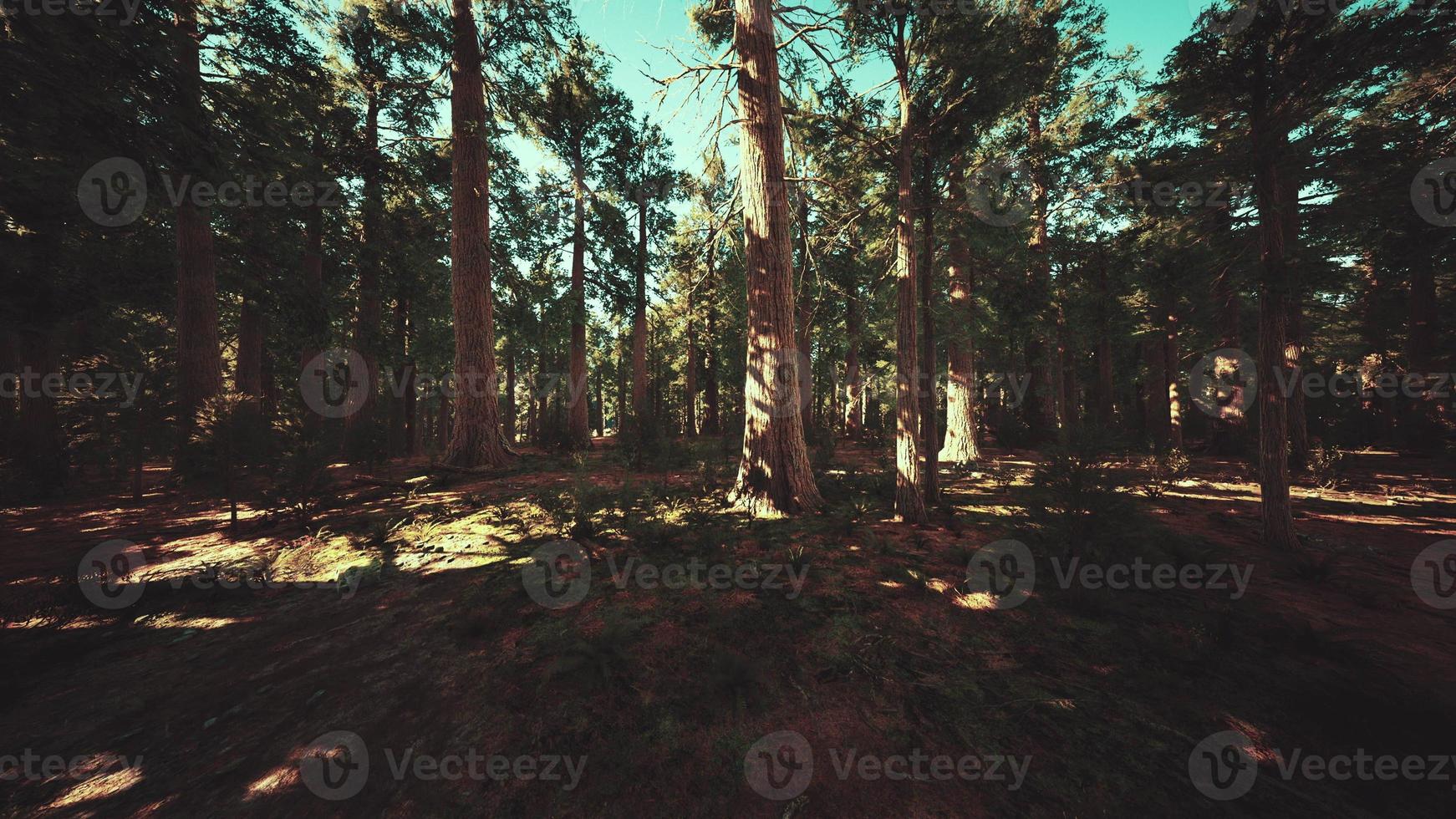 Giant Sequoias Trees or Sierran redwood growing in the forest photo