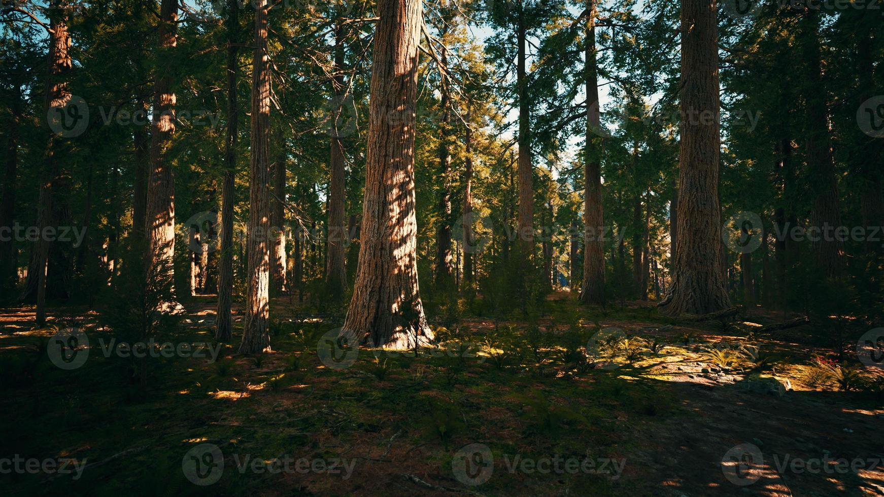 Giant sequoia trees towering above the ground in Sequoia National Park photo
