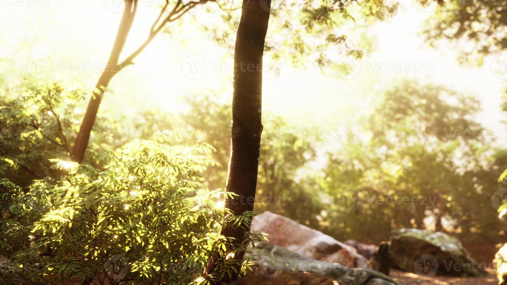 Evening forest with sun and volume light photo