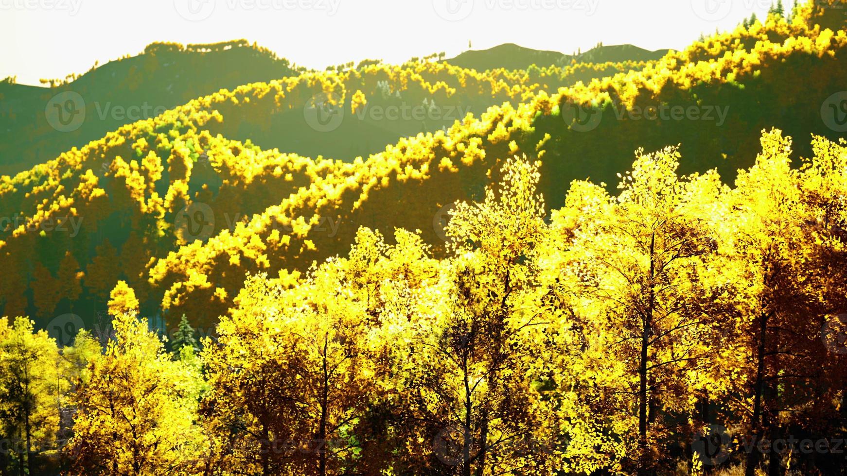 Aerial drone view of a mountain forest with colorful autumn trees photo