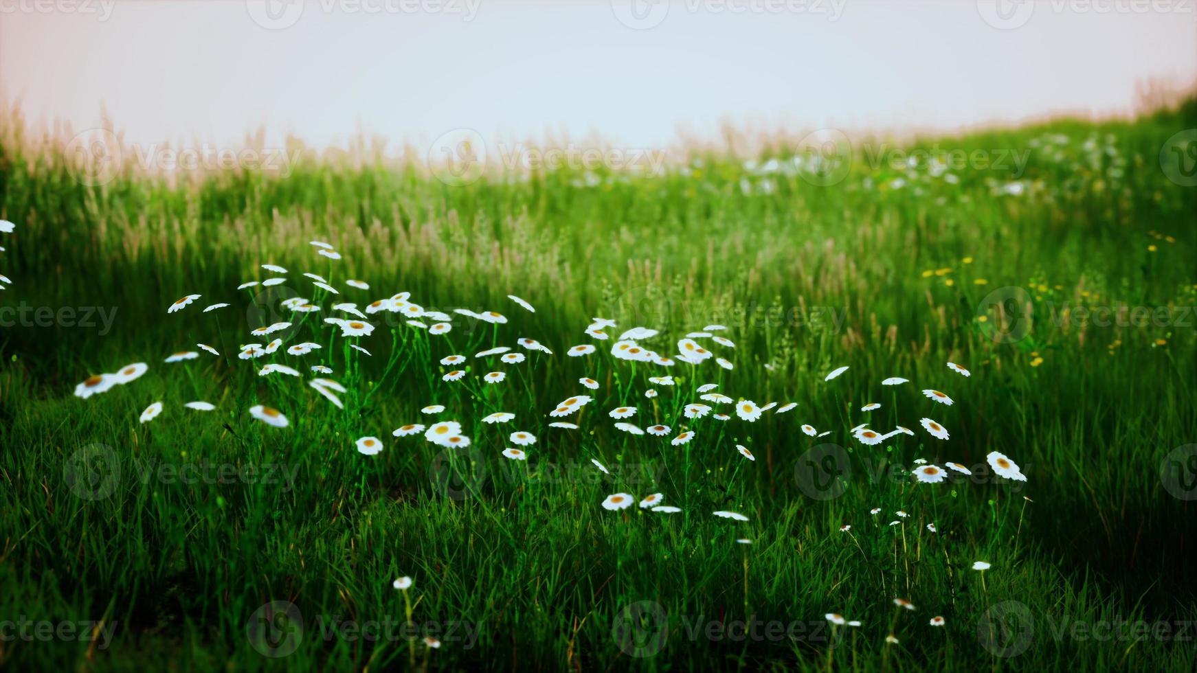 Green meadow under blue sky photo