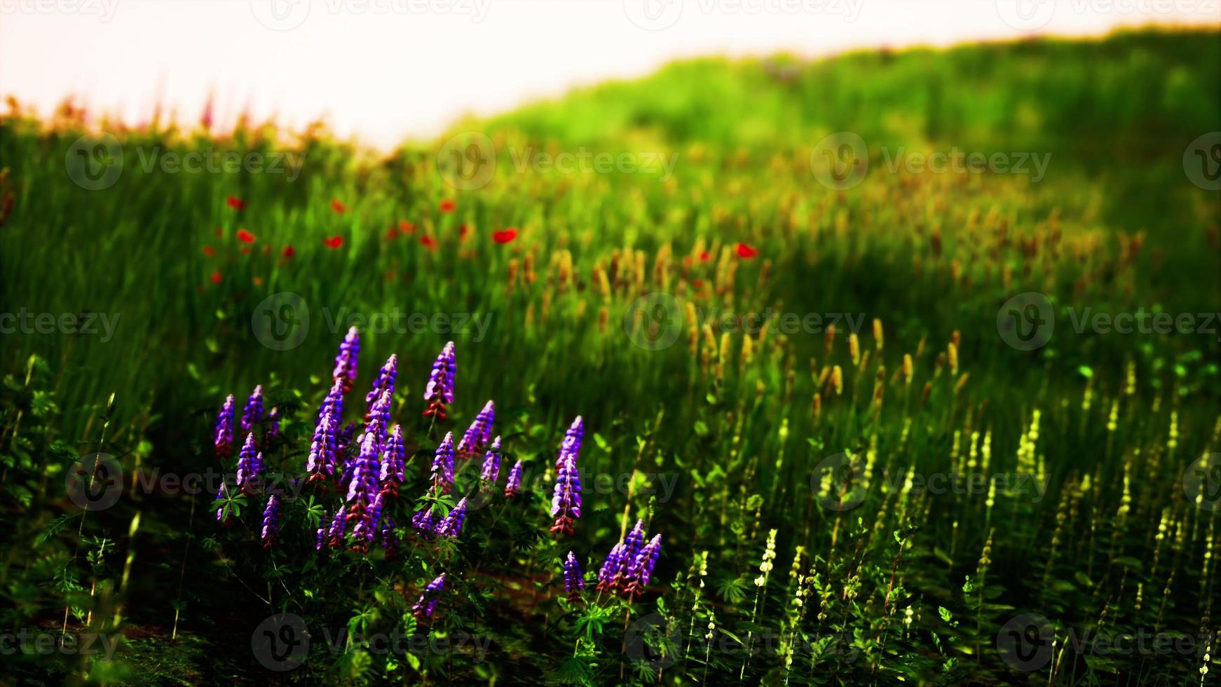 Green meadow under blue sky photo