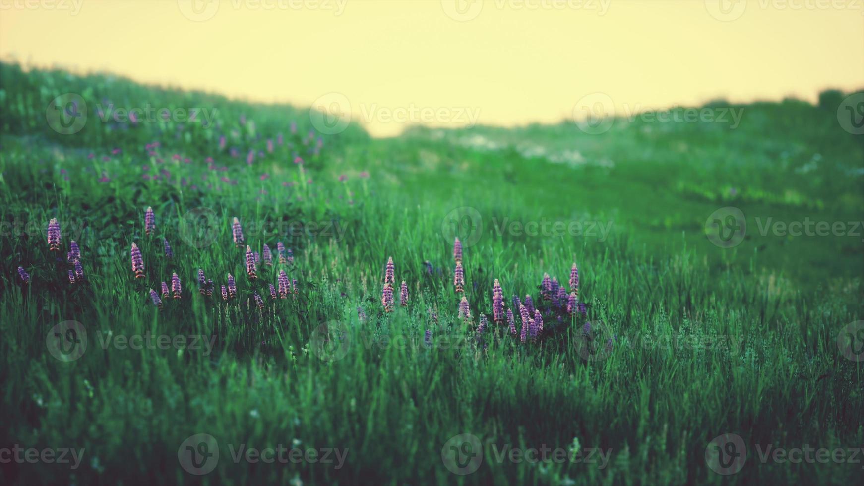 Beautiful meadow field with fresh grass photo