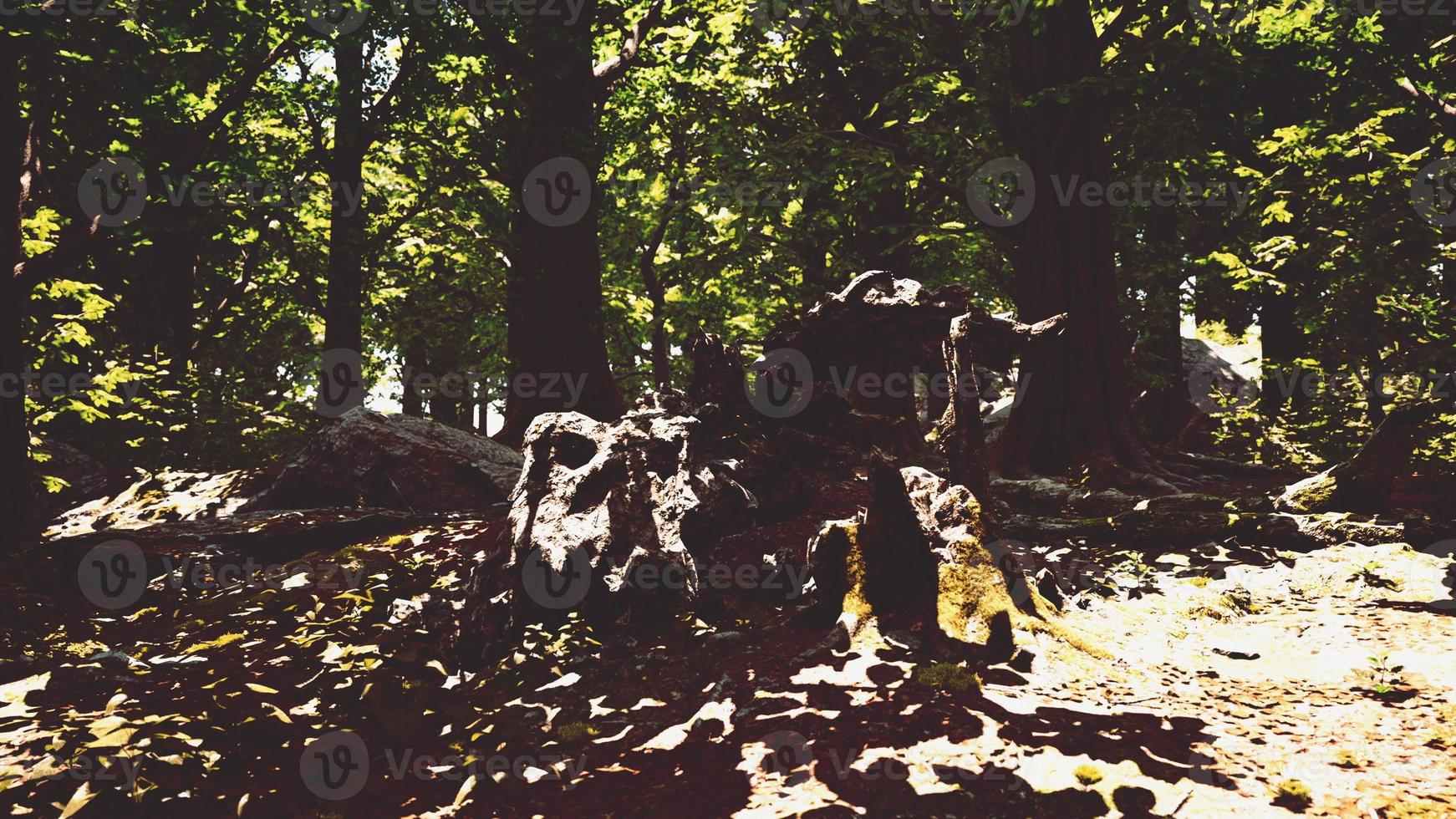 Forest landscape with old massive trees and mossy stones photo