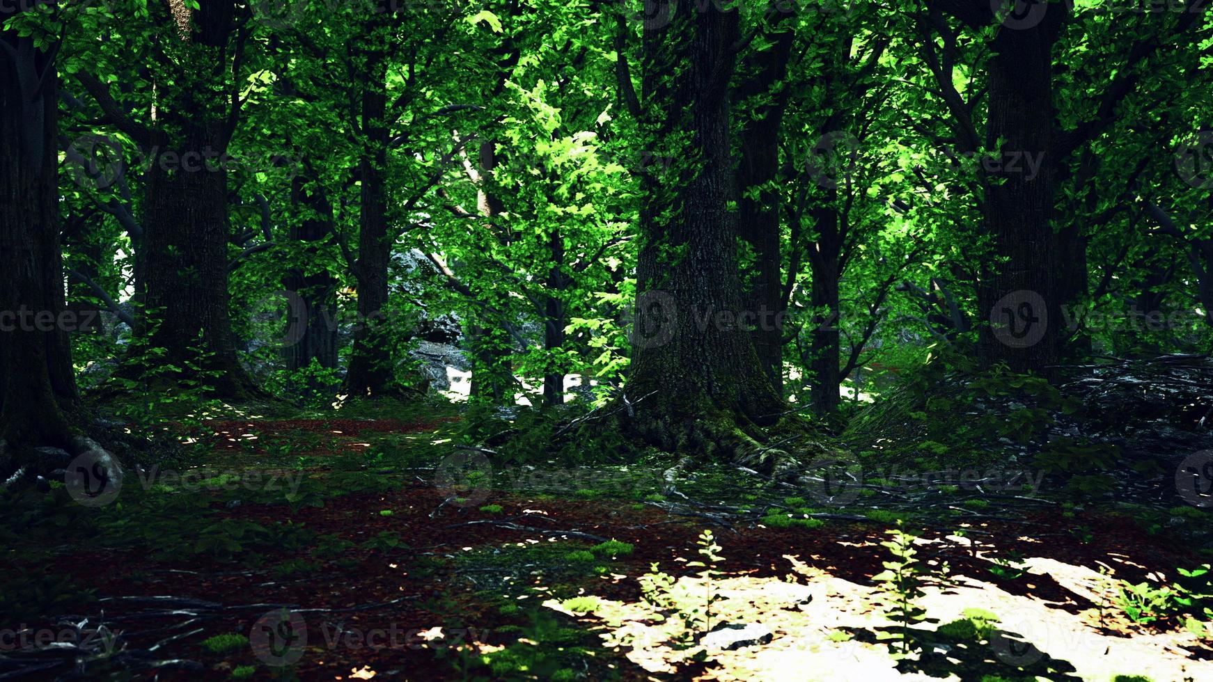 Green forest scenery with the sun casting beautiful rays through the foliage photo