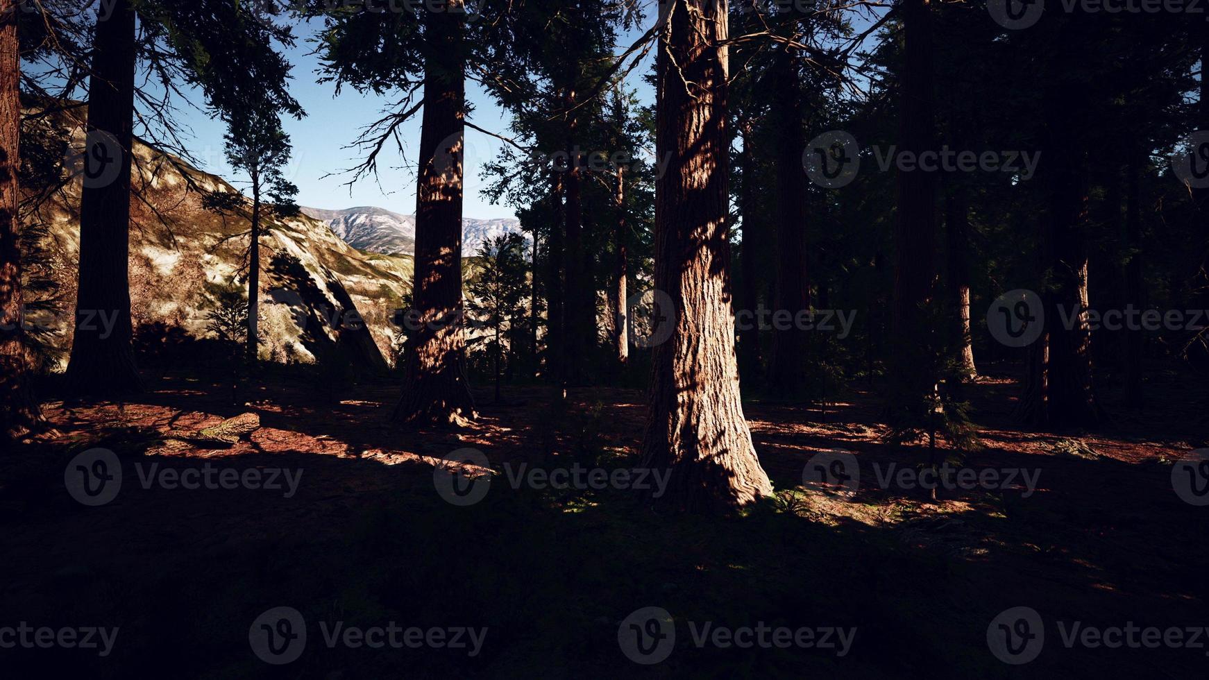 Giant Sequoias Trees or Sierran redwood growing in the forest photo