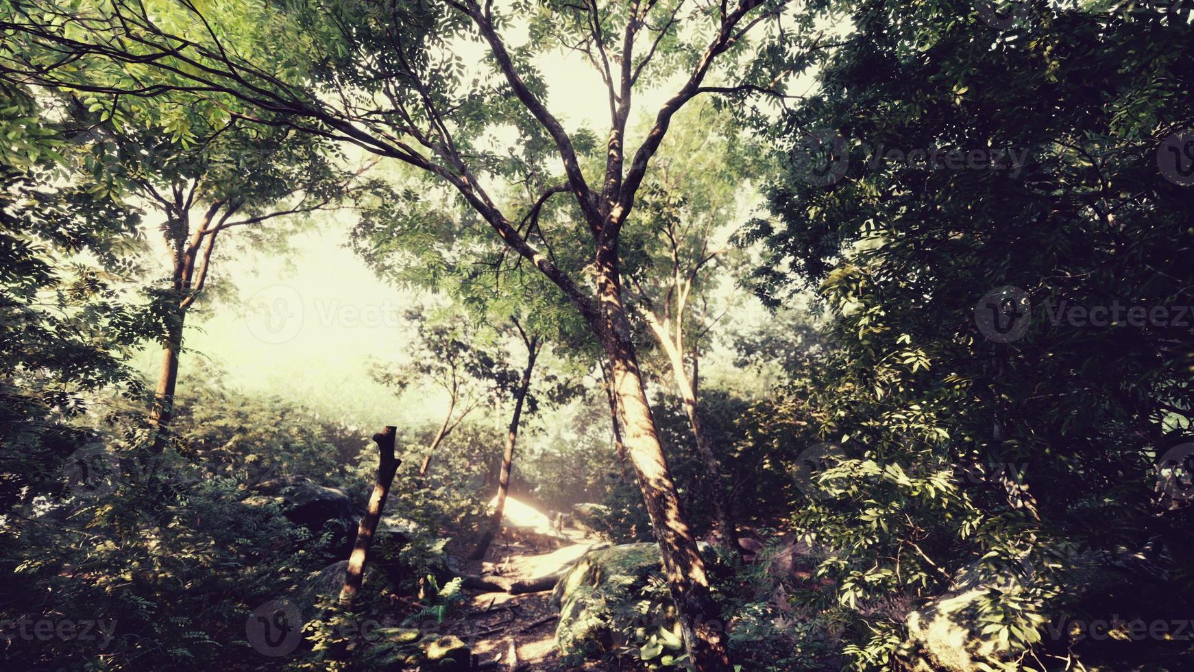 Evening forest with sun and volume light photo