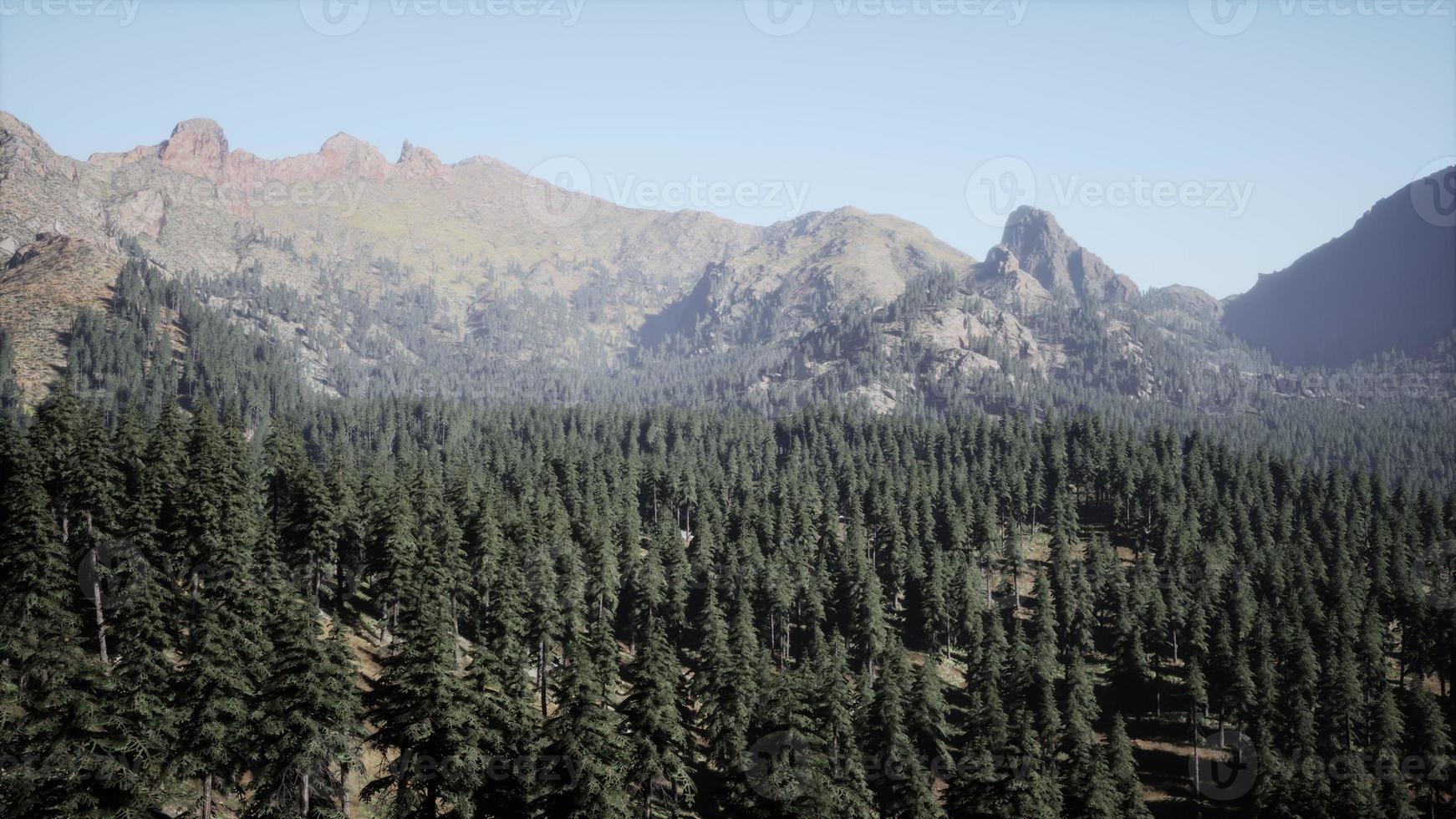 Beautiful sunset view in cedar forest in front of sayan mountain range photo