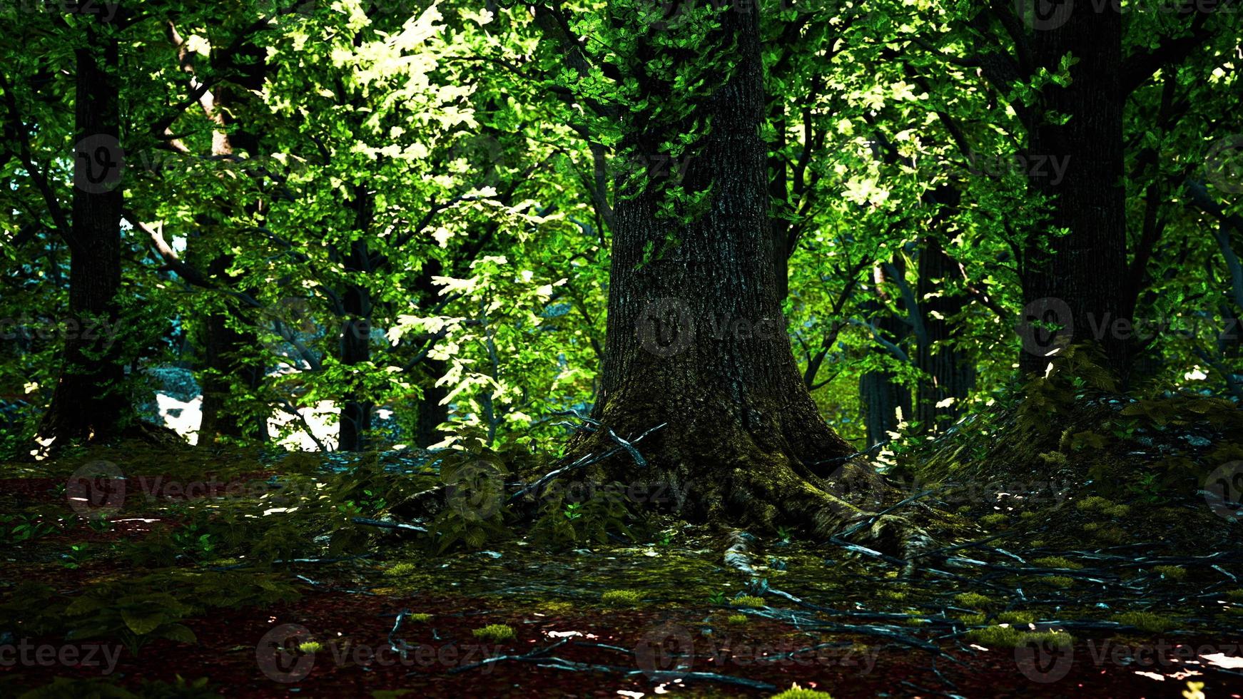 Trunk and stone covered with a green moss photo