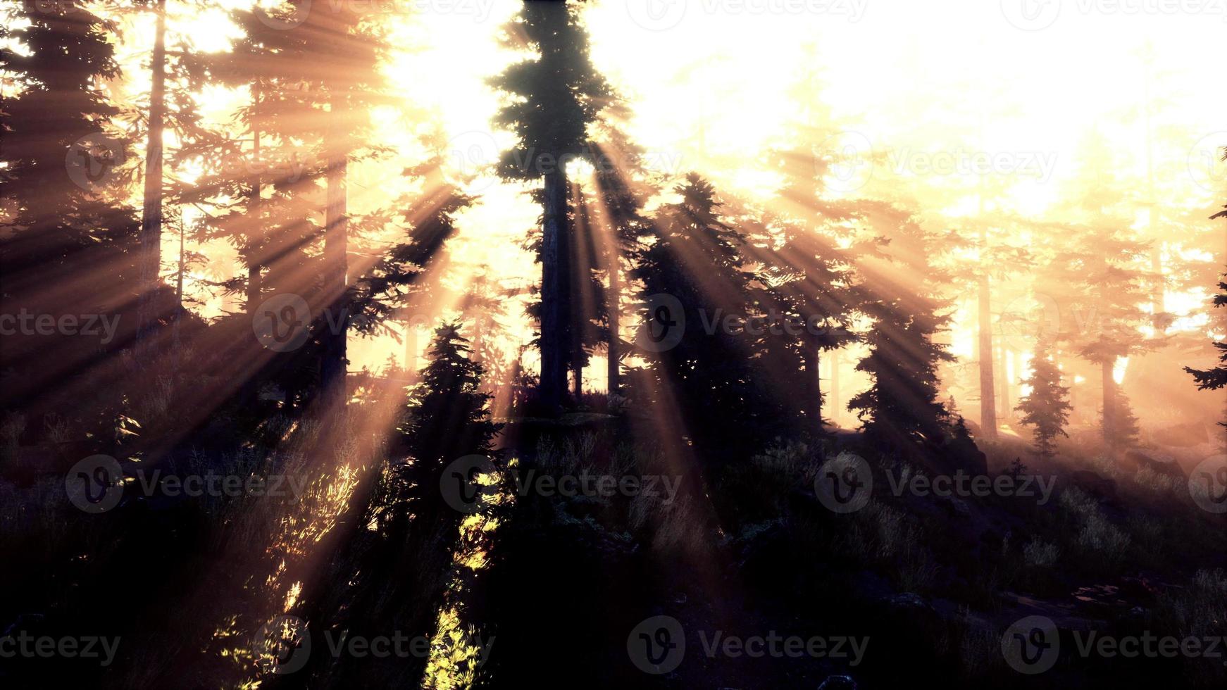 Magic dark Autumn forest scenery with rays of warm light photo