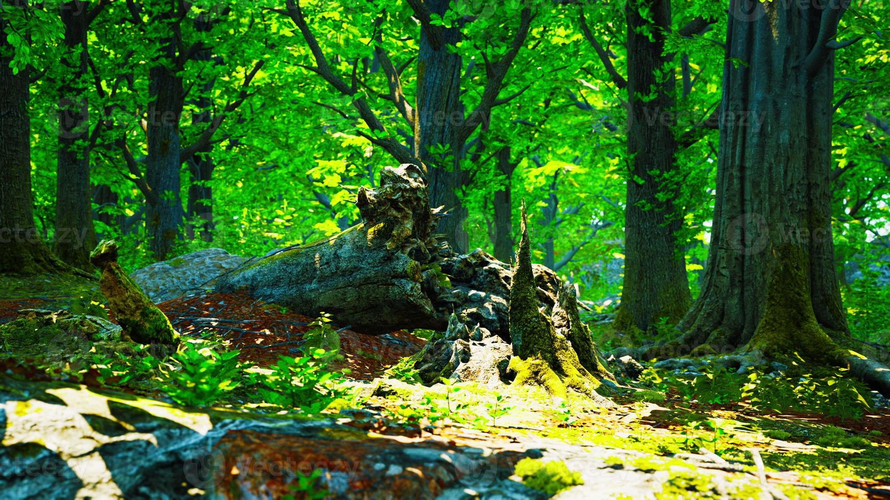 paisaje de bosque verde con el sol lanzando hermosos rayos a través del follaje foto