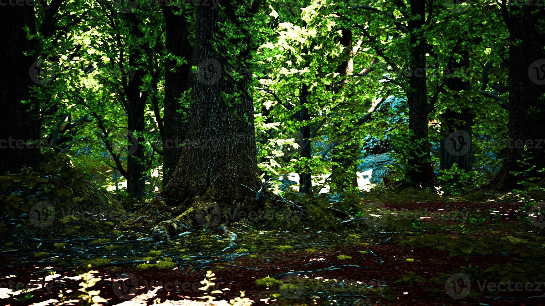 paisaje forestal con viejos árboles masivos y piedras cubiertas de musgo foto