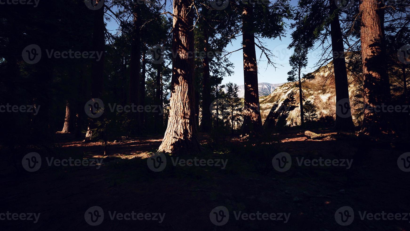 Giant sequoia trees towering above the ground in Sequoia National Park photo