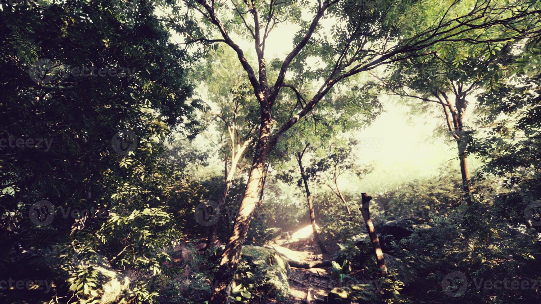 colorido bosque místico con rayos de sol y destello de lente por la mañana foto