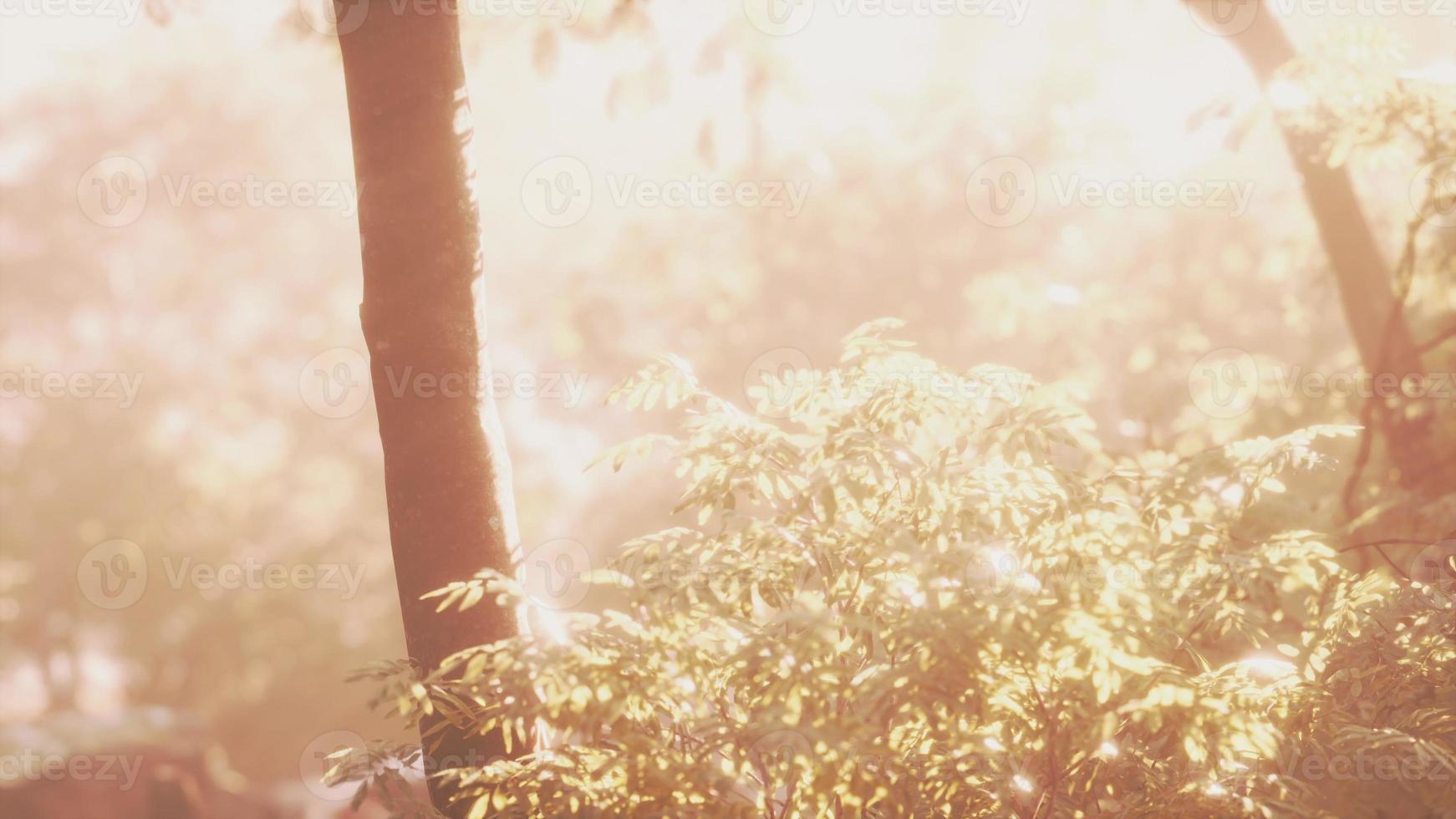 beautiful green forest glade in a light of sun photo