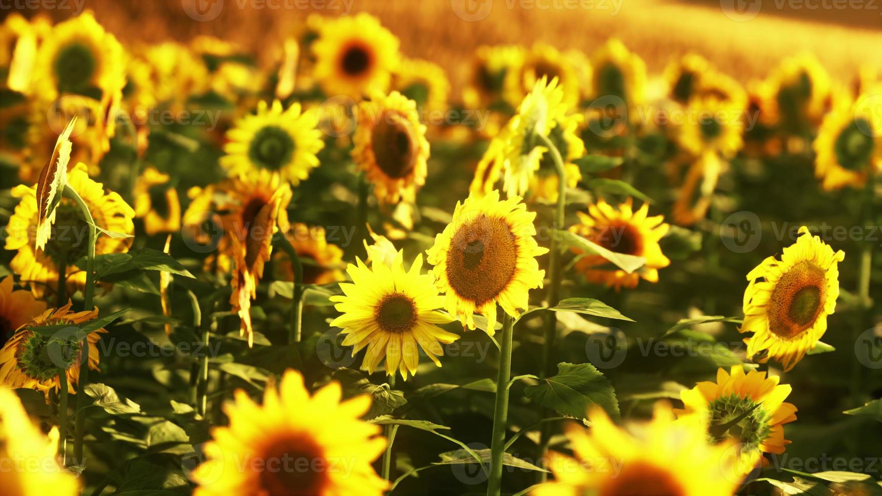 campo de girasol bañado por la luz dorada del sol poniente foto