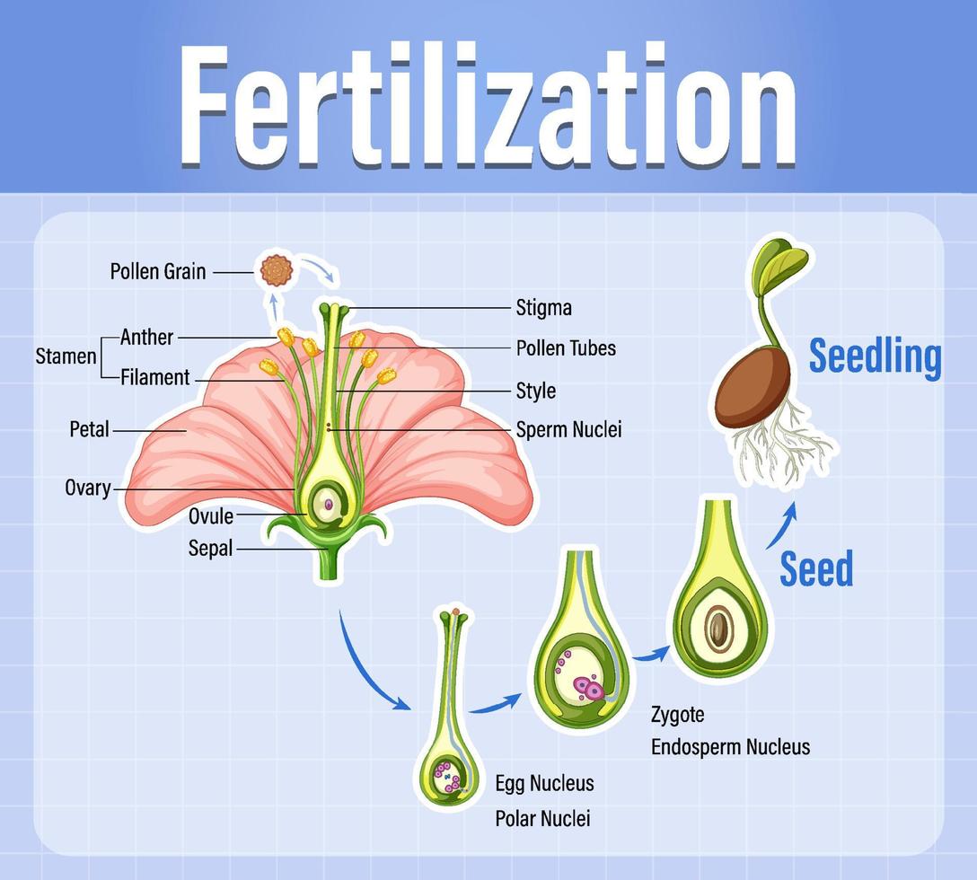 Diagram of pollination of flowering plants vector