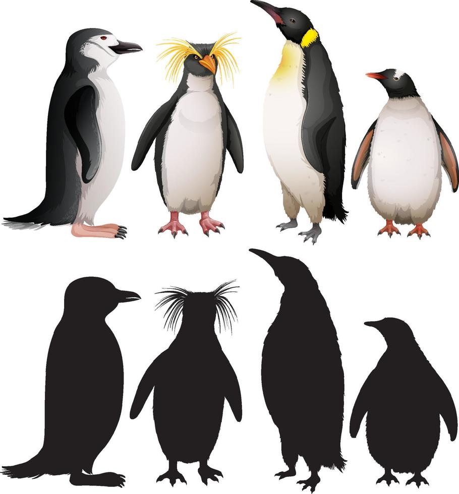 conjunto de pingüinos con silueta vector