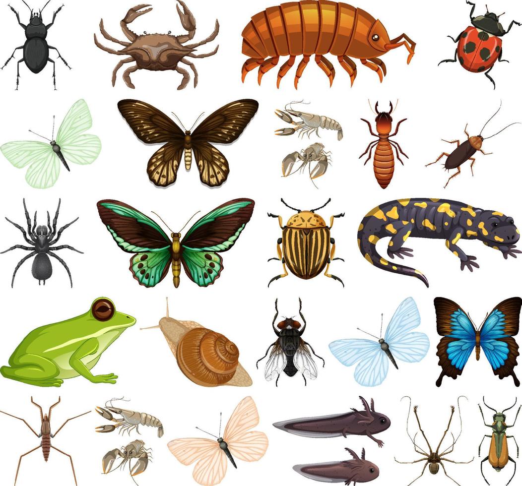 Different kinds of insects and animals on white background vector