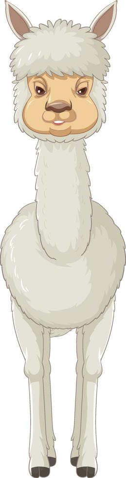An alpaca on white background vector