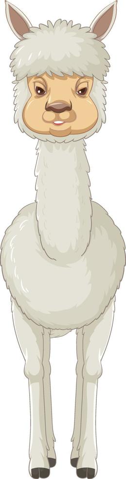 una alpaca sobre fondo blanco vector